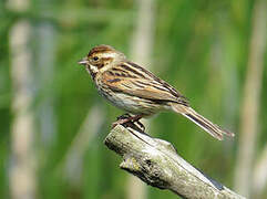 Common Reed Bunting