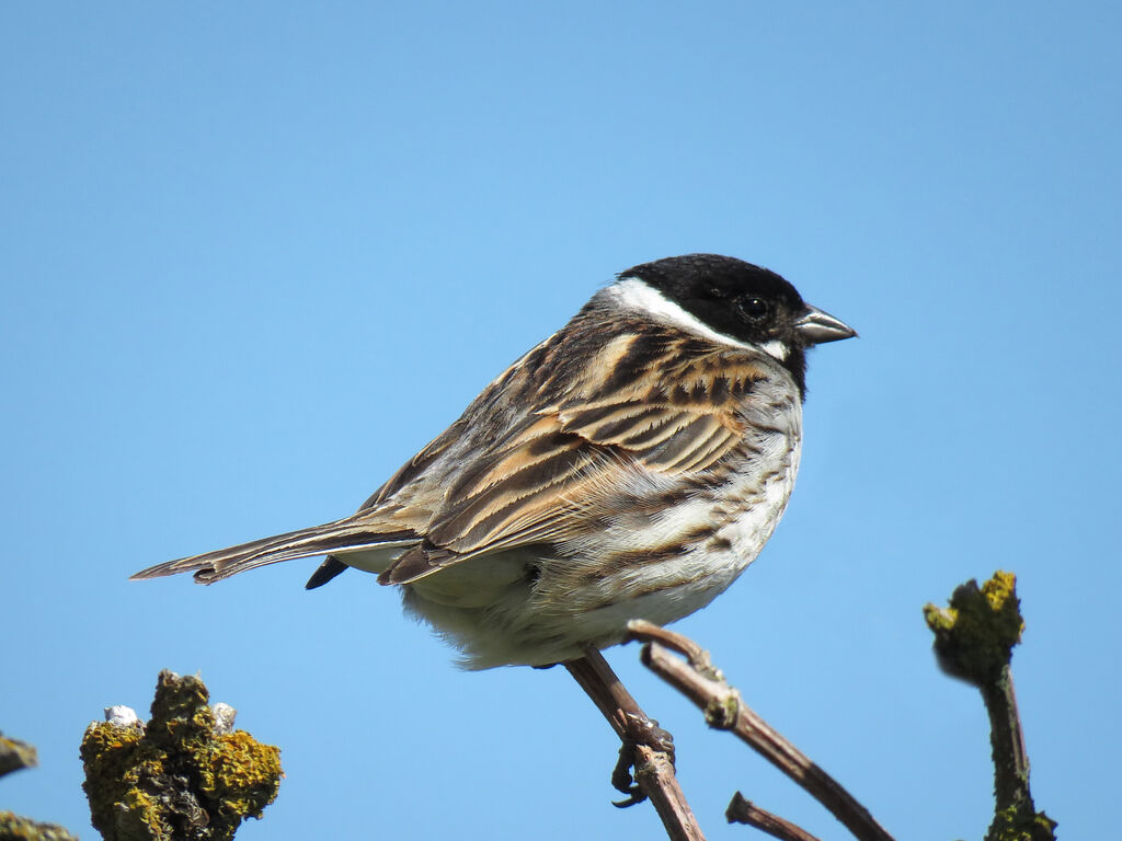 Common Reed Bunting