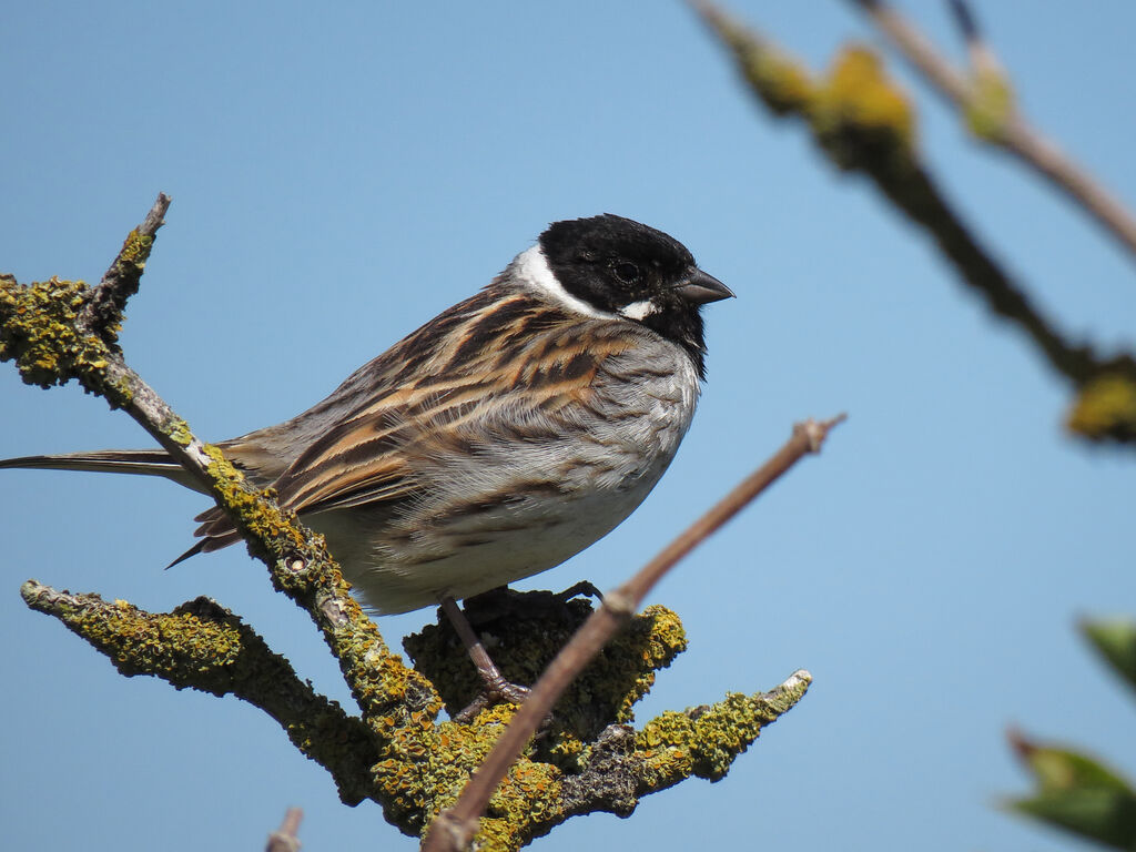 Common Reed Bunting