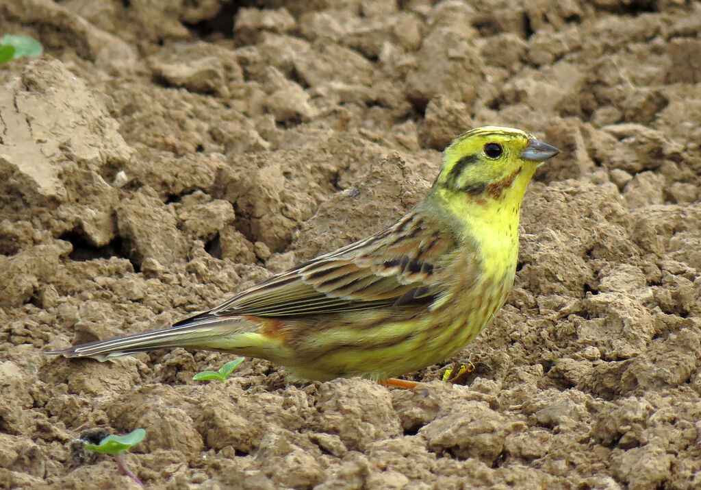 Bruant jaune