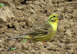 Yellowhammer