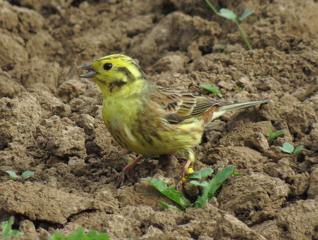 Bruant jaune