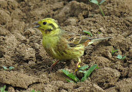 Bruant jaune