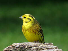 Yellowhammer