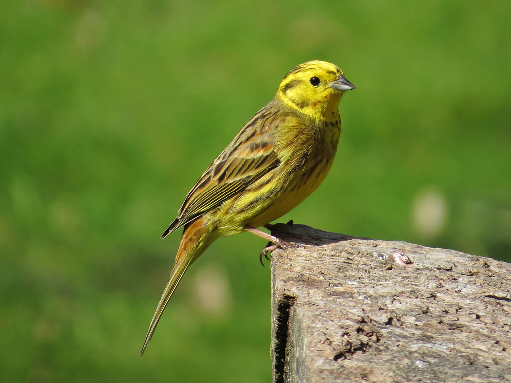 Bruant jaune