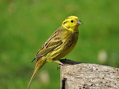 Yellowhammer