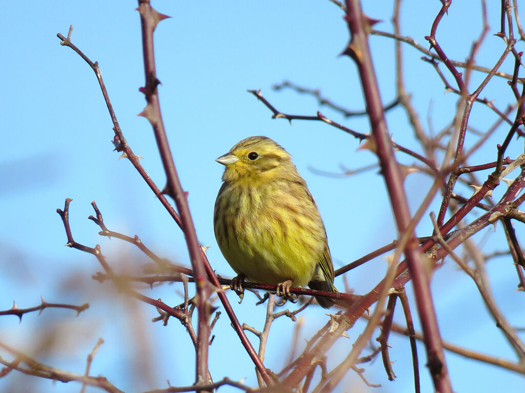 Bruant jaune