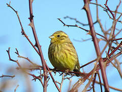 Yellowhammer