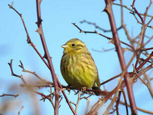 Bruant jaune