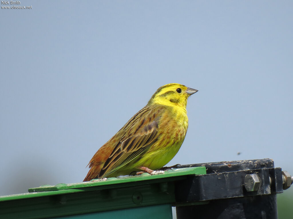 Bruant jaune