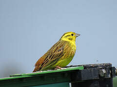 Yellowhammer