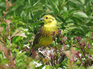 Bruant jaune