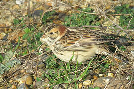 Lapland Longspur