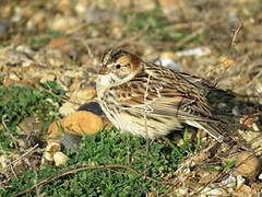 Lapland Longspur