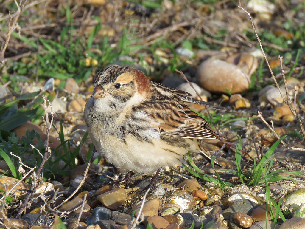 Lapland Longspur