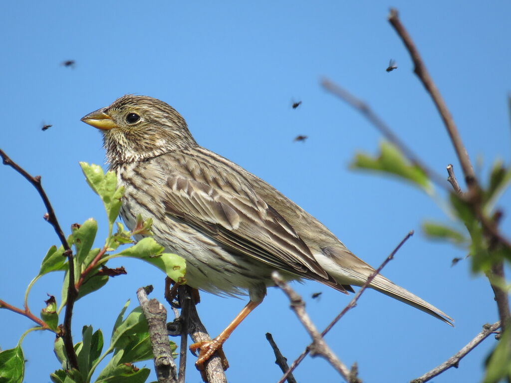 Corn Bunting