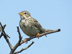 Corn Bunting