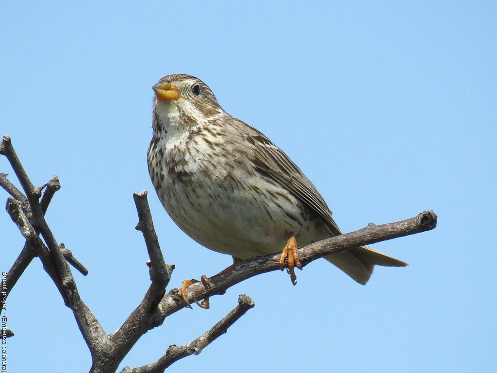 Corn Bunting