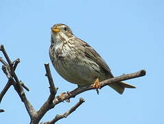 Corn Bunting