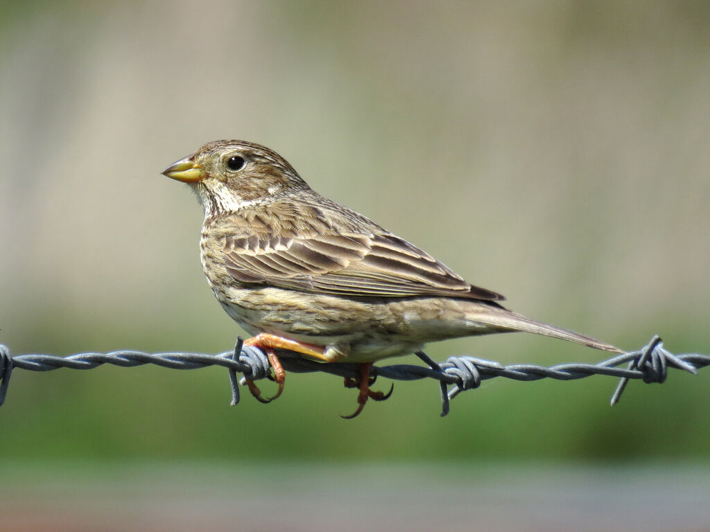 Corn Bunting