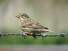 Corn Bunting