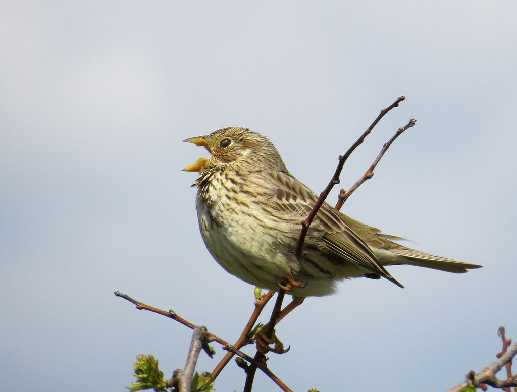 Corn Bunting