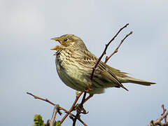 Corn Bunting