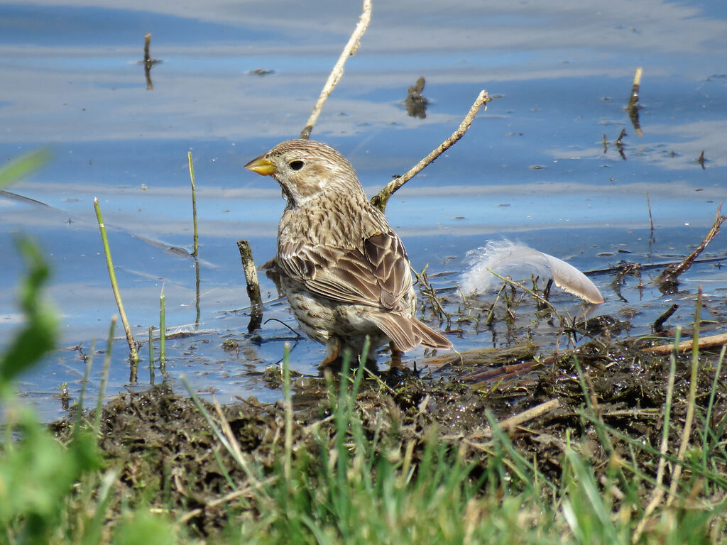 Corn Bunting