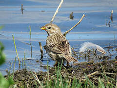 Corn Bunting