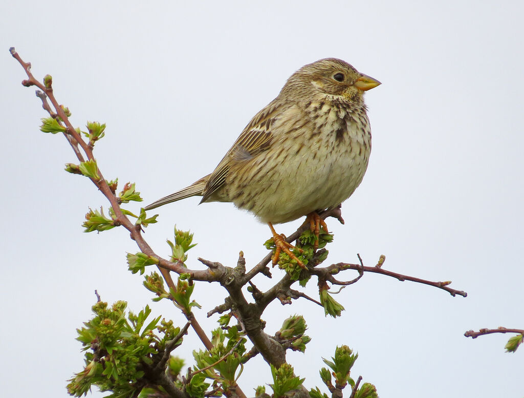 Corn Bunting