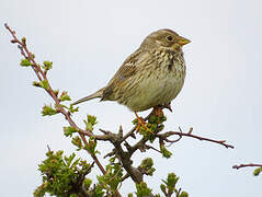 Corn Bunting