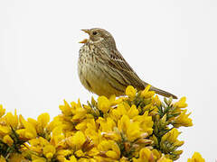 Corn Bunting