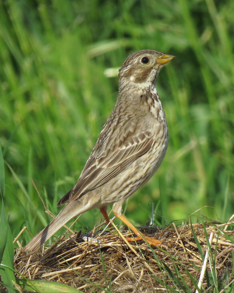 Corn Bunting