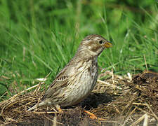 Corn Bunting