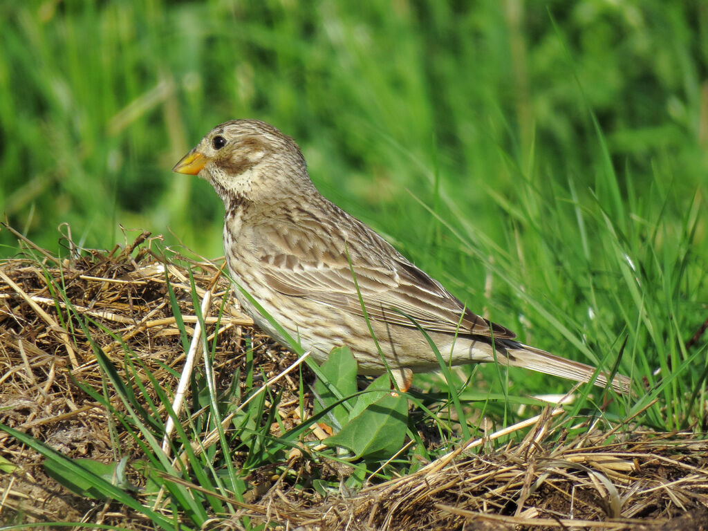 Corn Bunting