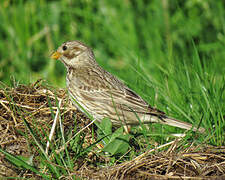 Corn Bunting