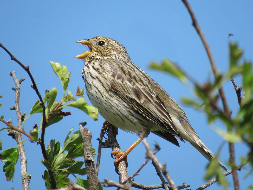 Corn Bunting