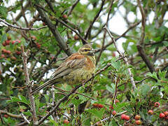 Cirl Bunting