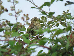 Cirl Bunting