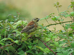 Cirl Bunting