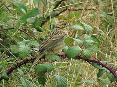 Cirl Bunting