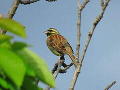 Cirl Bunting