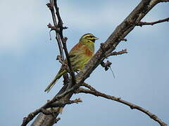 Cirl Bunting