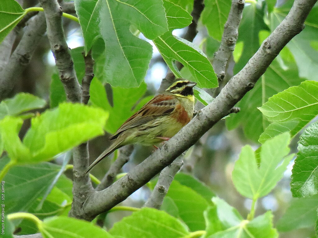 Cirl Bunting male