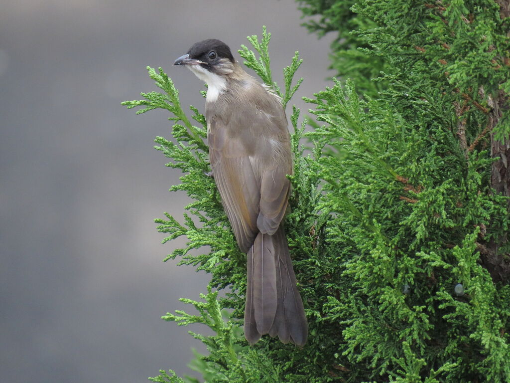 Bulbul à oreillons brunsimmature