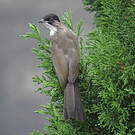 Bulbul à oreillons bruns