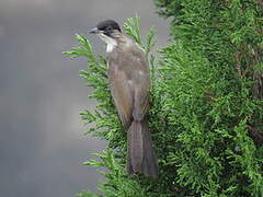 Brown-eared Bulbul