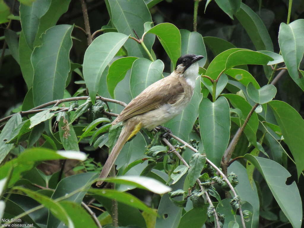 Bulbul à poitrine bruneadulte, identification