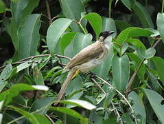 Bulbul à poitrine brune