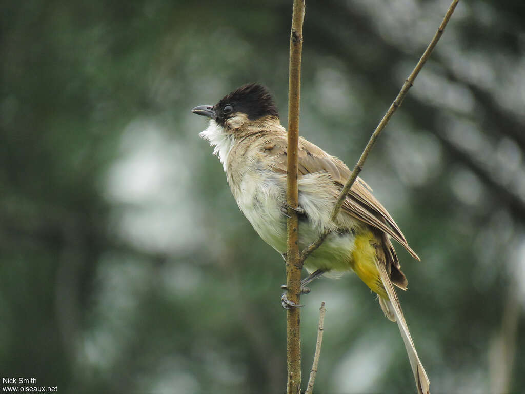 Bulbul à poitrine bruneadulte, identification